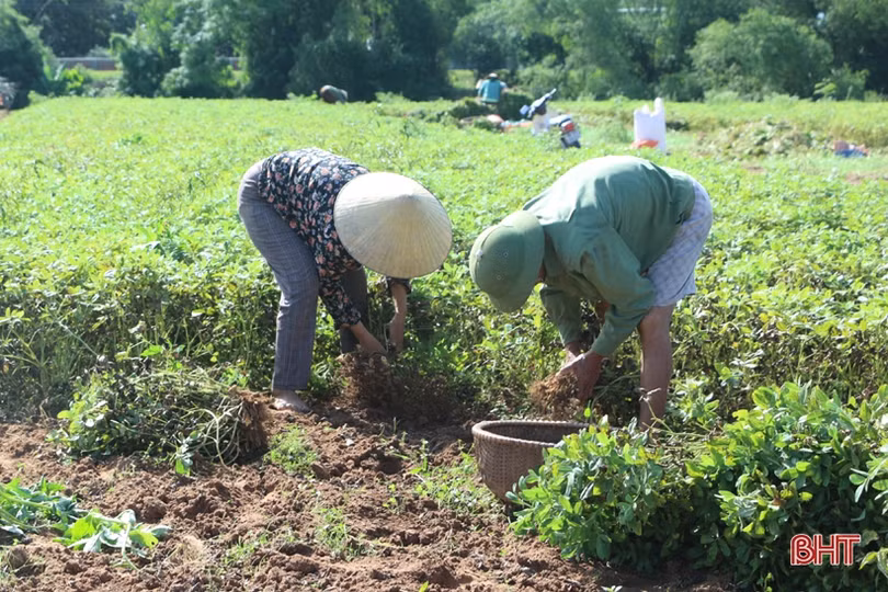 Nông dân Cẩm Xuyên phấn khởi thu hoạch hơn 1.000 ha lạc