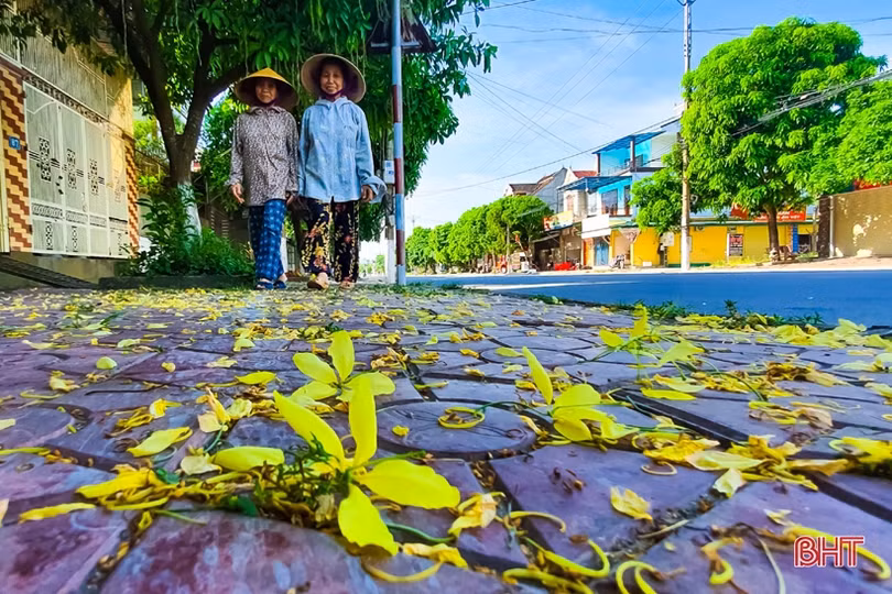 Muồng hoàng yến vàng rực khắp phố phường Hà Tĩnh