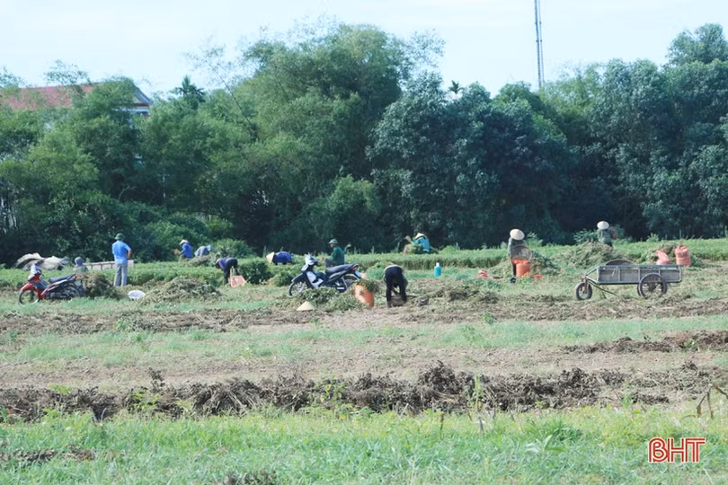Nông dân Cẩm Xuyên phấn khởi thu hoạch hơn 1.000 ha lạc