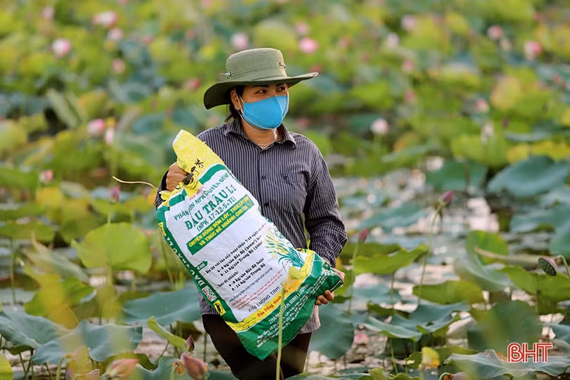 Mùa thu hoạch trên đầm sen rộng 7 hecta ở Hà Tĩnh