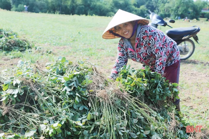 Nông dân Cẩm Xuyên phấn khởi thu hoạch hơn 1.000 ha lạc