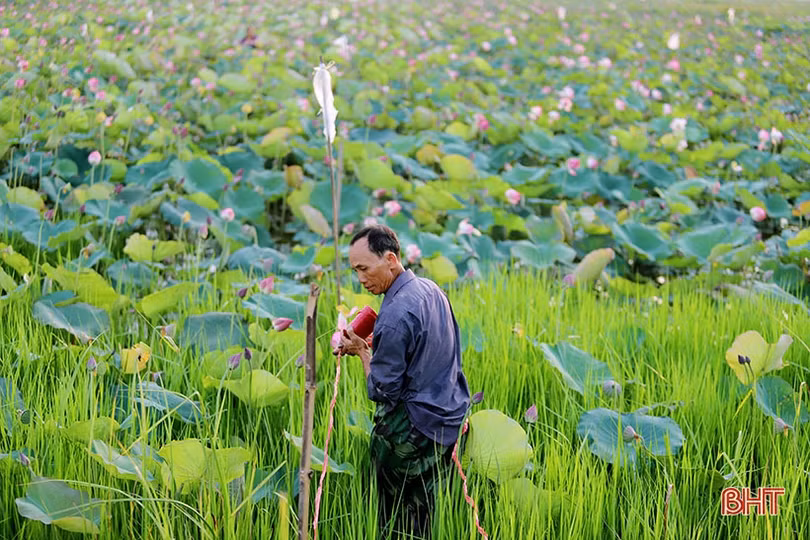 Mùa thu hoạch trên đầm sen rộng 7 hecta ở Hà Tĩnh