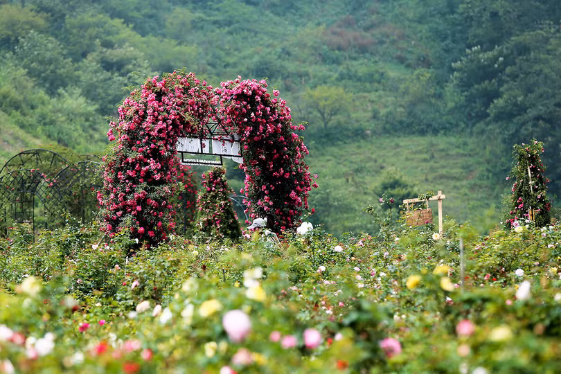 Thung lũng hoa hồng lớn nhất Việt Nam