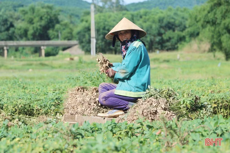 Nông dân Cẩm Xuyên phấn khởi thu hoạch hơn 1.000 ha lạc
