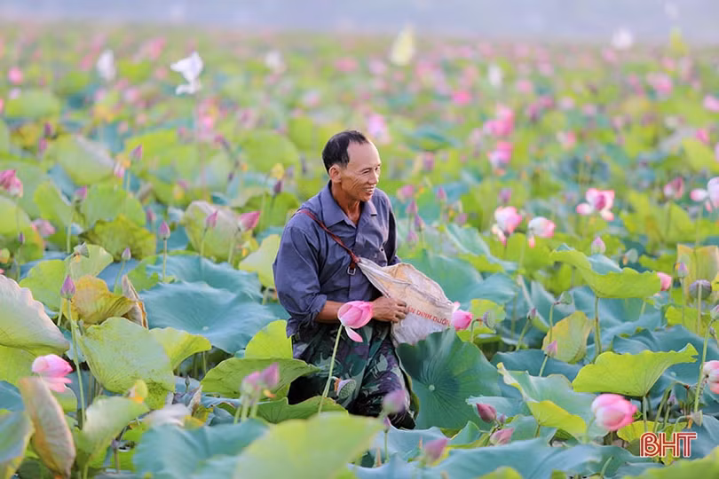 Mùa thu hoạch trên đầm sen rộng 7 hecta ở Hà Tĩnh