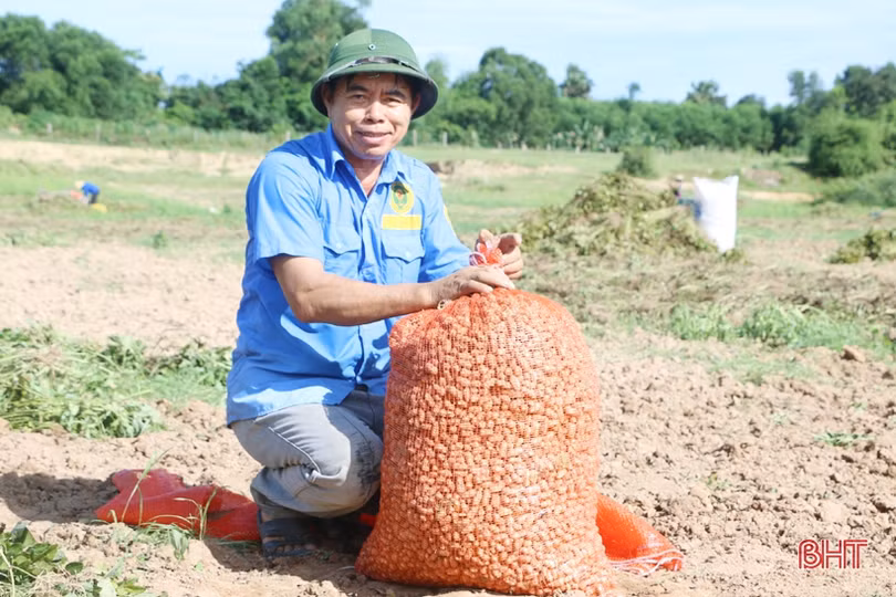 Nông dân Cẩm Xuyên phấn khởi thu hoạch hơn 1.000 ha lạc