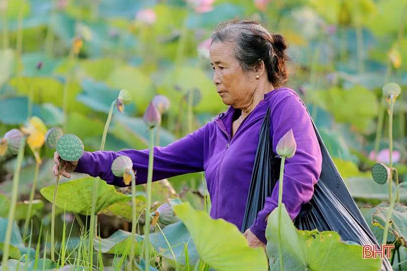 Mùa thu hoạch trên đầm sen rộng 7 hecta ở Hà Tĩnh