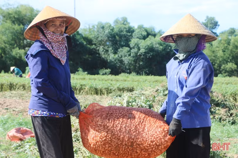 Nông dân Cẩm Xuyên phấn khởi thu hoạch hơn 1.000 ha lạc