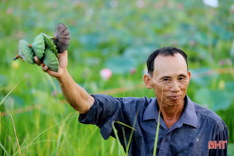 Mùa thu hoạch trên đầm sen rộng 7 hecta ở Hà Tĩnh