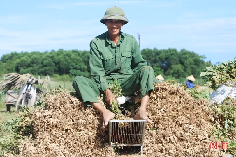 Nông dân Cẩm Xuyên phấn khởi thu hoạch hơn 1.000 ha lạc