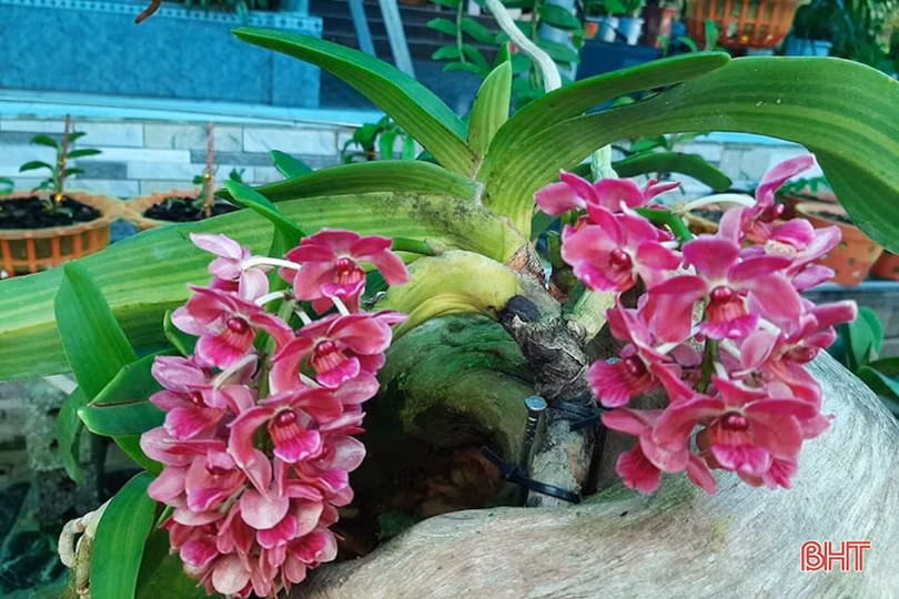 Vườn lan rừng tuyệt sắc của phó bí thư đoàn xã miền núi Hà Tĩnh