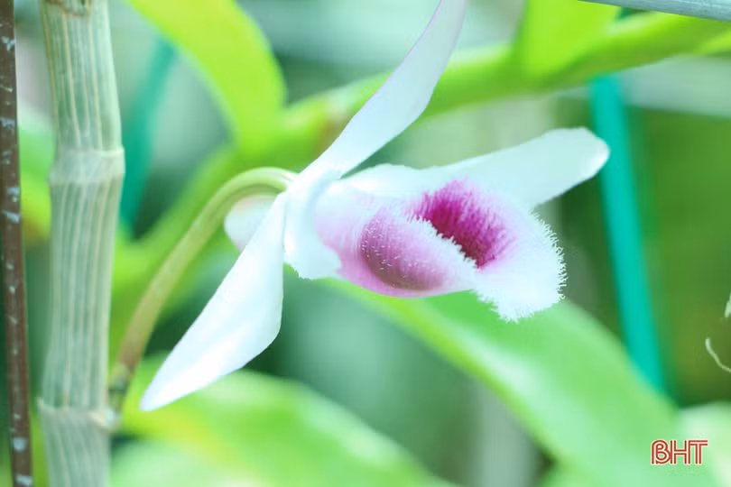 Vườn lan rừng tuyệt sắc của phó bí thư đoàn xã miền núi Hà Tĩnh
