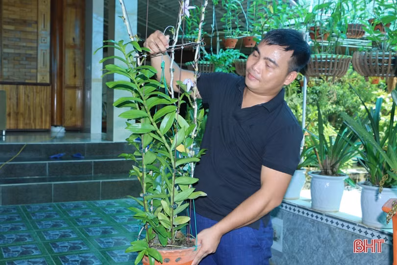 Vườn lan rừng tuyệt sắc của phó bí thư đoàn xã miền núi Hà Tĩnh