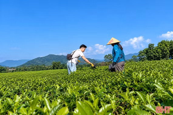 Trải nghiệm hái chè bằng máy cắt mini
