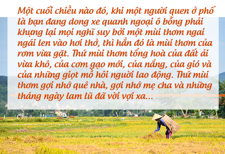 Lúa gặt rồi còn để lại rơm thơm…