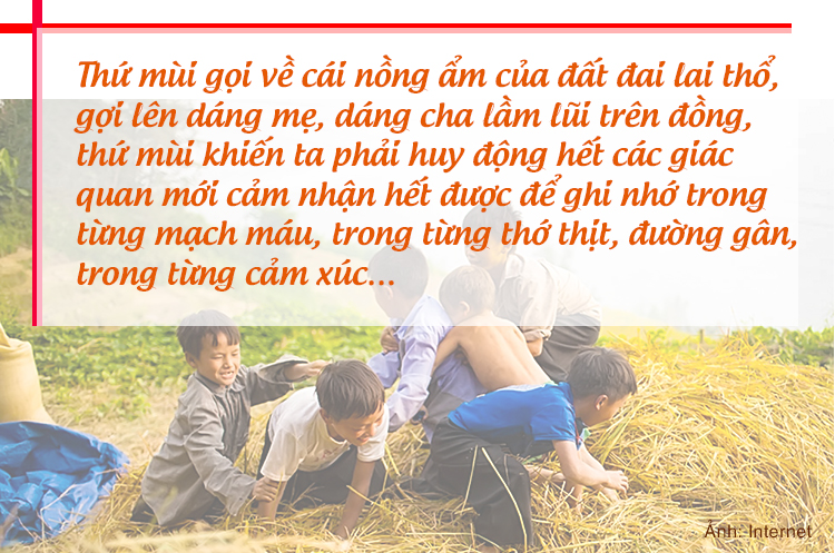 Lúa gặt rồi còn để lại rơm thơm…