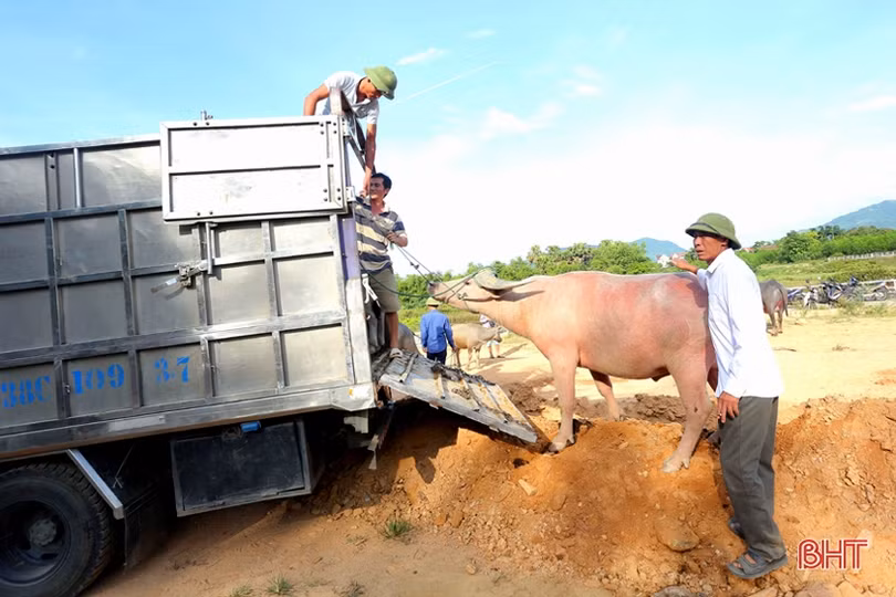 Phiên chợ trâu bò dưới chân cầu Sông Trí - nét quê trong lòng đô thị