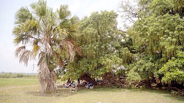 Gò lộc vừng ngàn năm tuổi độc nhất vô nhị ở Việt Nam