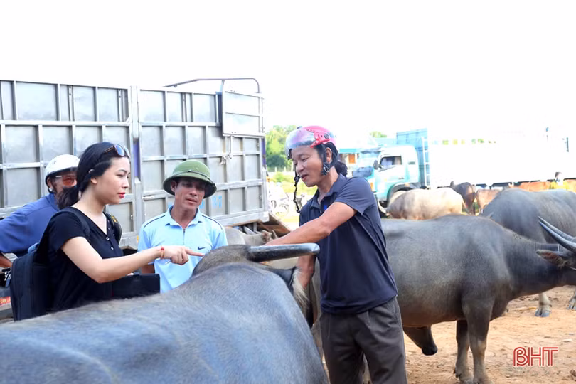 Phiên chợ trâu bò dưới chân cầu Sông Trí - nét quê trong lòng đô thị