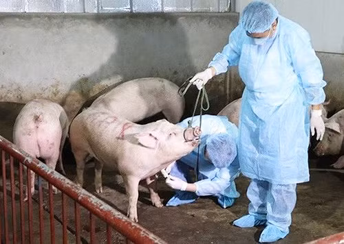 Chính phủ khuyến khích trữ đông thịt lợn sạch