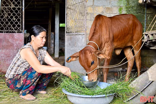 Người dân phường Bắc Hồng Lĩnh mở hướng thoát nghèo từ mô hình sinh kế