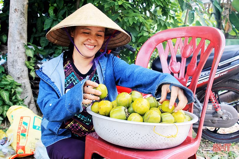 Hồng Đông Lộ chín rộ vườn, ai chậm chân đừng trách... thương lái!