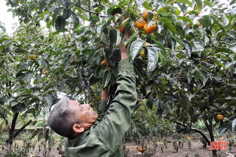 Lạc lối giữa vườn hồng “làm chơi, ăn thật” ở Hương Khê