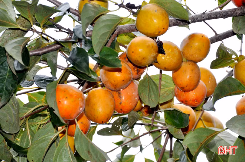 Lạc lối giữa vườn hồng “làm chơi, ăn thật” ở Hương Khê