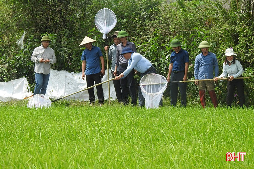 Chi cục Trồng trọt và Chăn nuôi (Sở NN&amp;MT tỉnh Hà Tĩnh) phối hợp với Trung tâm Trồng trọt và Bảo vệ thực vật vùng khu IV (Cục Trồng trọt và Bảo vệ thực vật) trực tiếp về địa phương kiểm tra thực tế và hướng dẫn biện pháp ứng phó.
