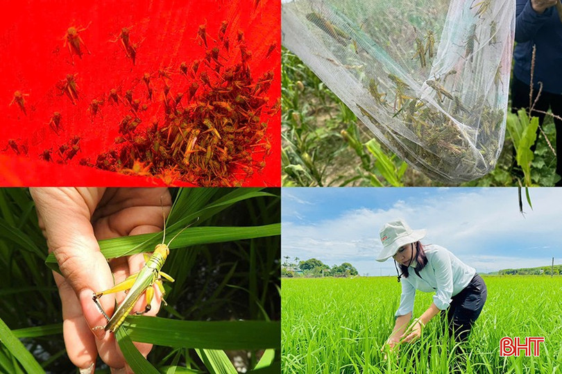 Châu chấu tre đã "tràn" xuống một số ruộng lúa, ngô của bà con nông dân.