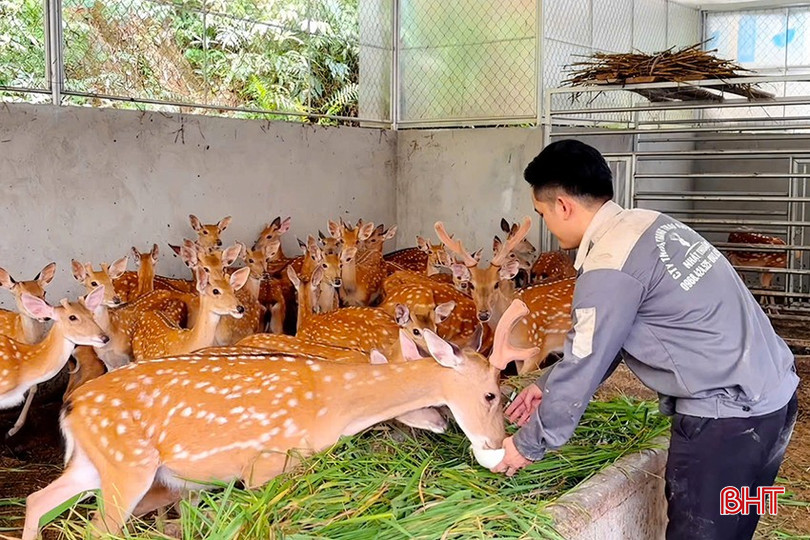 bqbht_br_hinh-2-anh-thuan-cham-soc-dan-huou.jpg