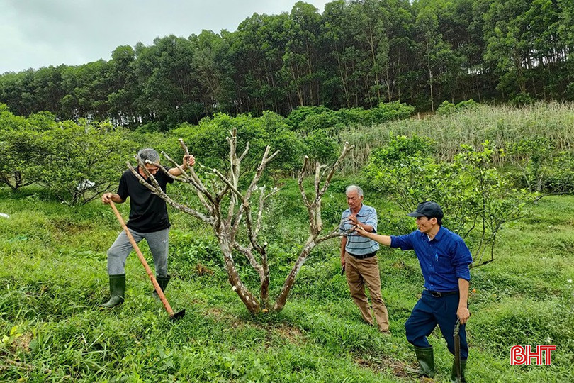 bqbht_br_ha-tinh-khac-phuc-tinh-trang-suy-thoai-cac-giong-cam-dac-san-670deaae7ffb7.jpg