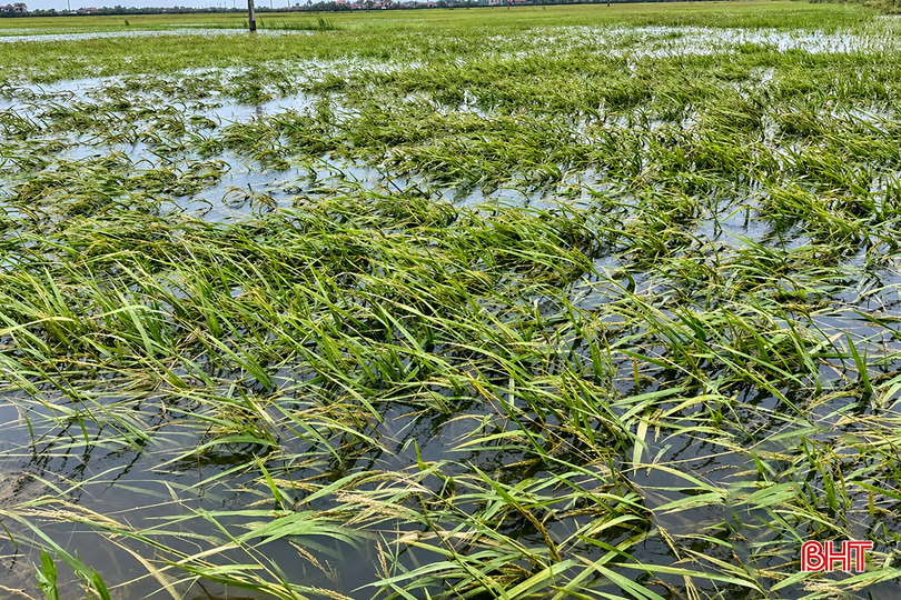 Người dân Hà Tĩnh chủ động bảo vệ sinh kế trước mùa mưa bão