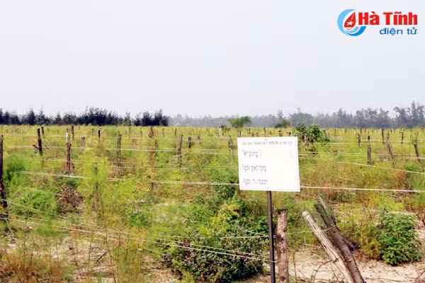 dung san xuat rau cu qua tren cat lo tai hoang mac hoa