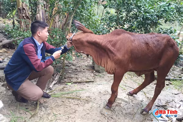 hon 160 gia suc tai 4 huyen dinh benh lo mom long mong