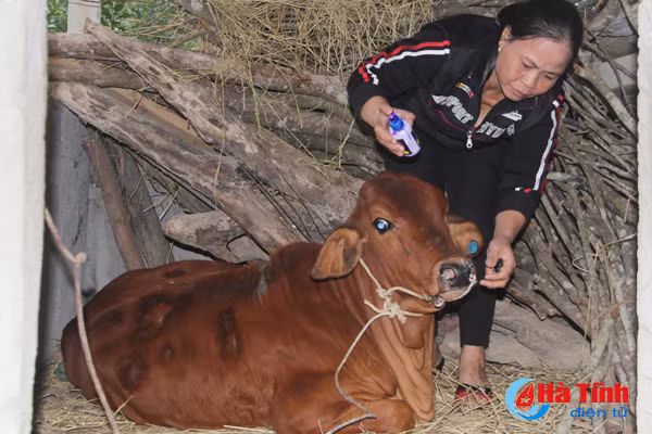 dich lo mom long mong gia suc o huong khe dien bien phuc tap