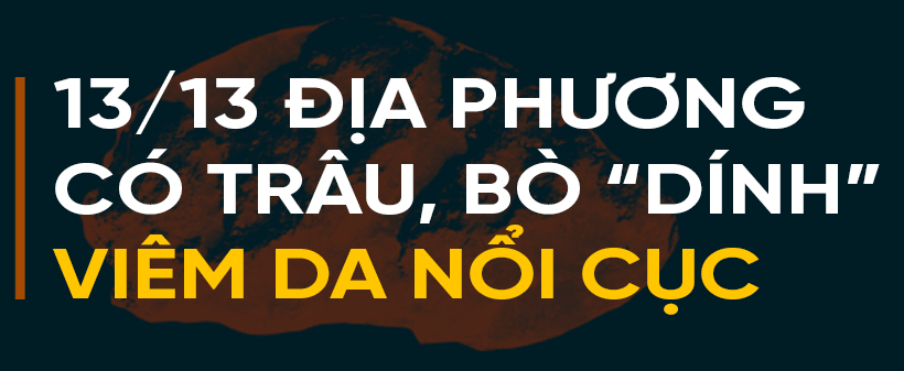 Dịch bệnh trên gia súc và “lá chắn” trong chăn nuôi (bài 1): Lao đao giữa dịch bệnh “kép”!