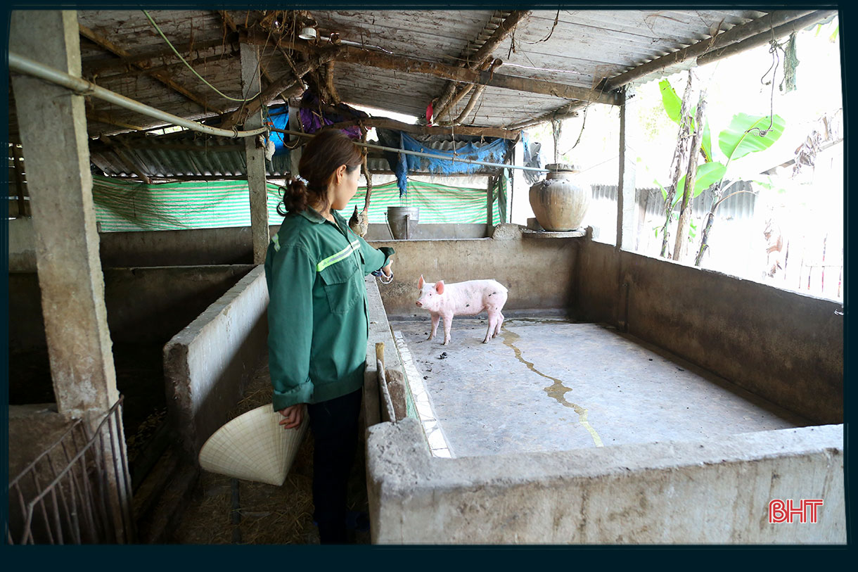 Dịch bệnh trên gia súc và “lá chắn” trong chăn nuôi (bài 1): Lao đao giữa dịch bệnh “kép”!