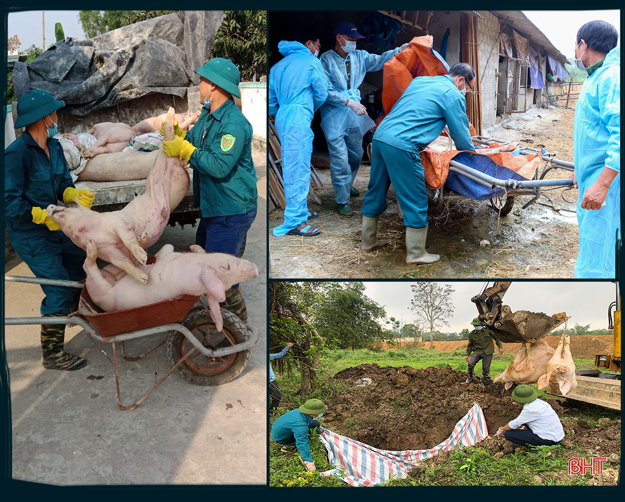 Dịch bệnh trên gia súc và “lá chắn” trong chăn nuôi (bài 1): Lao đao giữa dịch bệnh “kép”!