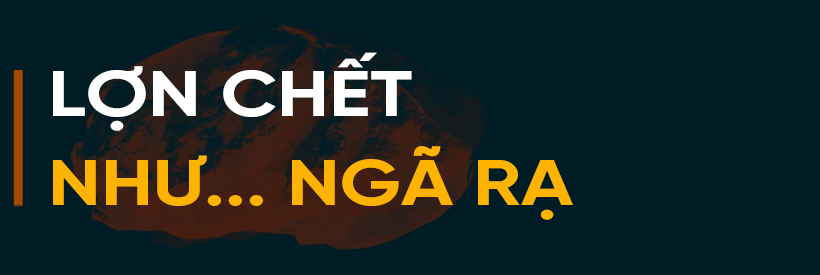 Dịch bệnh trên gia súc và “lá chắn” trong chăn nuôi (bài 1): Lao đao giữa dịch bệnh “kép”!