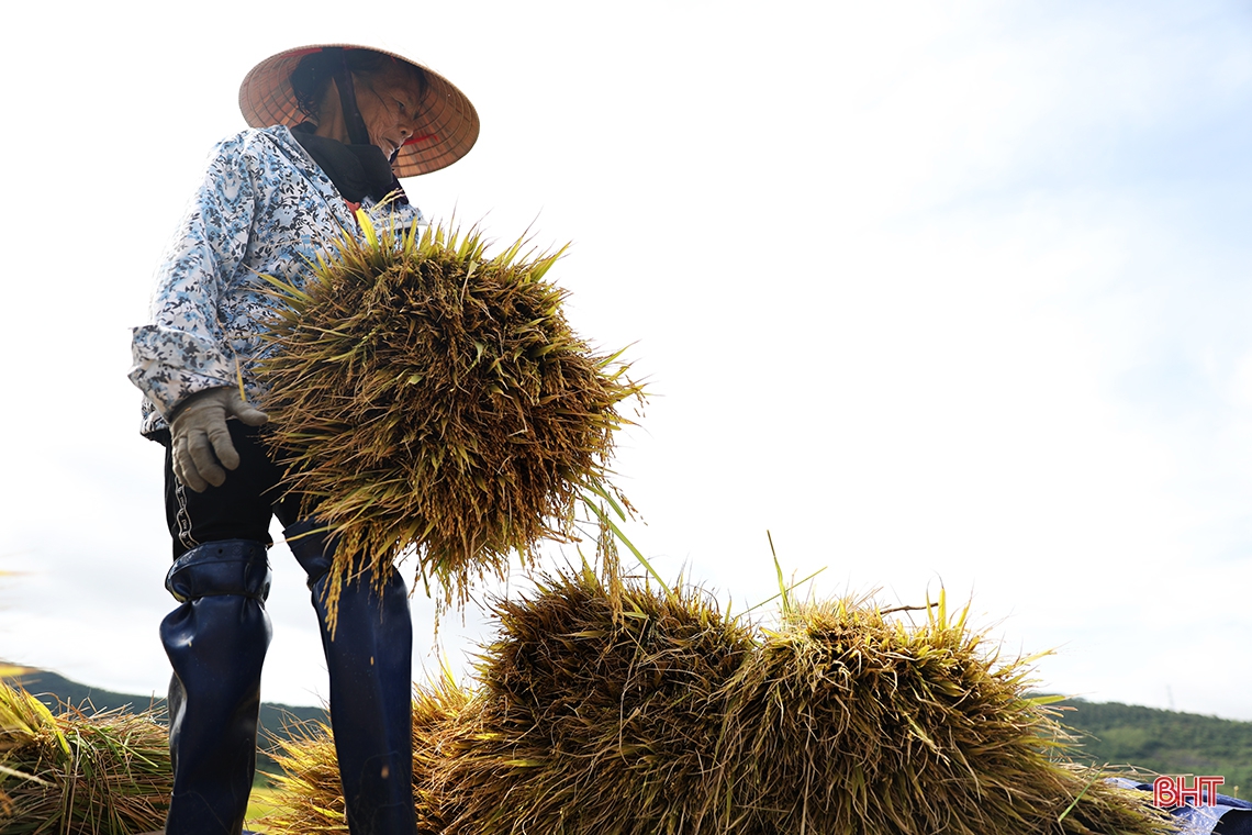 Nông dân TX phía Nam Hà Tĩnh gấp rút thu hoạch lúa xuân, làm đất vụ hè thu