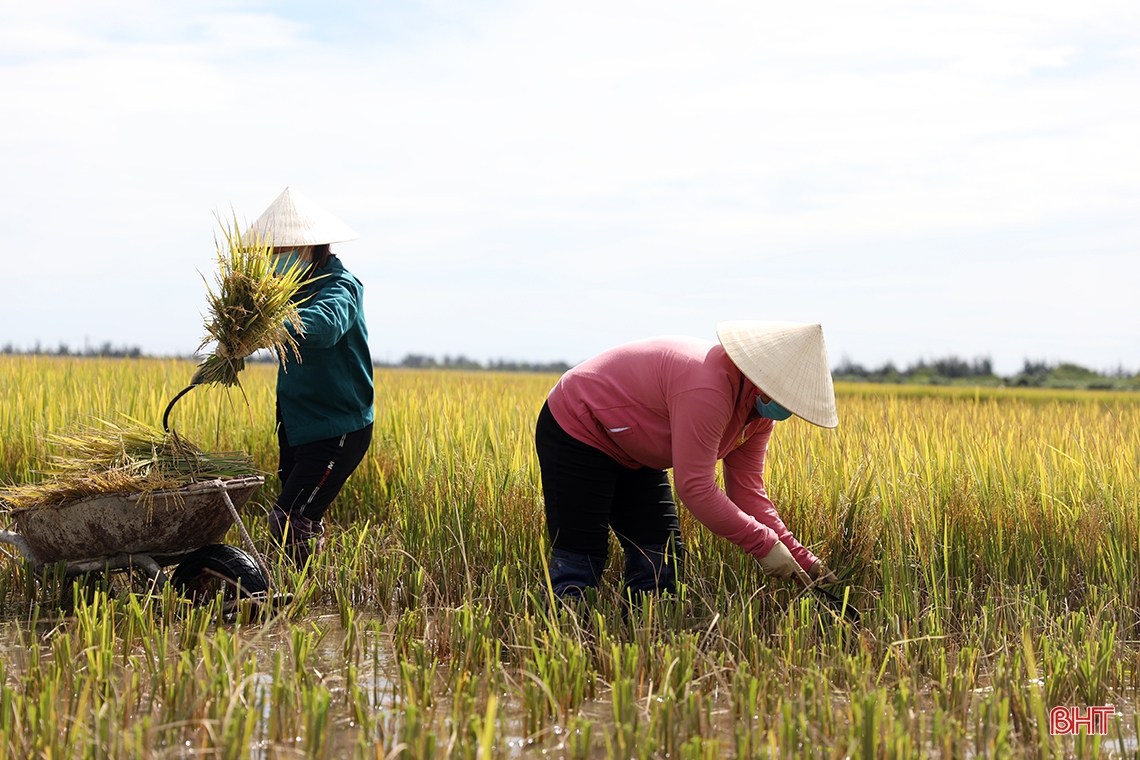Nông dân TX phía Nam Hà Tĩnh gấp rút thu hoạch lúa xuân, làm đất vụ hè thu