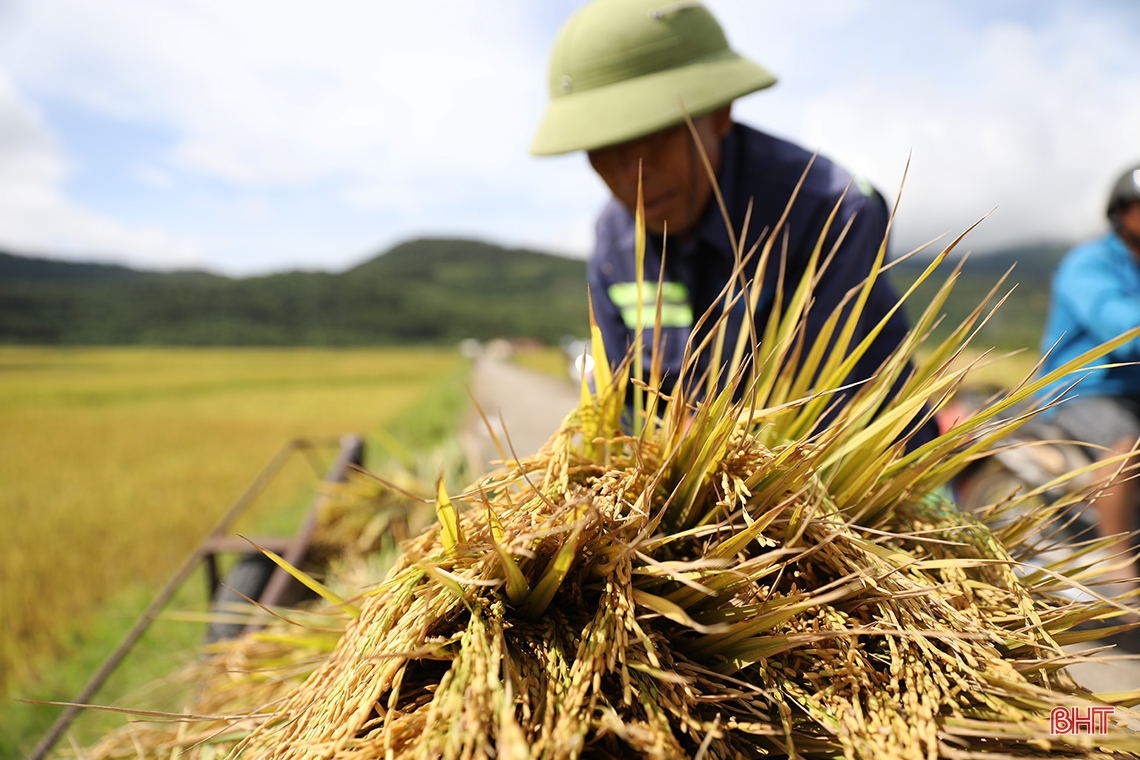 Nông dân TX phía Nam Hà Tĩnh gấp rút thu hoạch lúa xuân, làm đất vụ hè thu