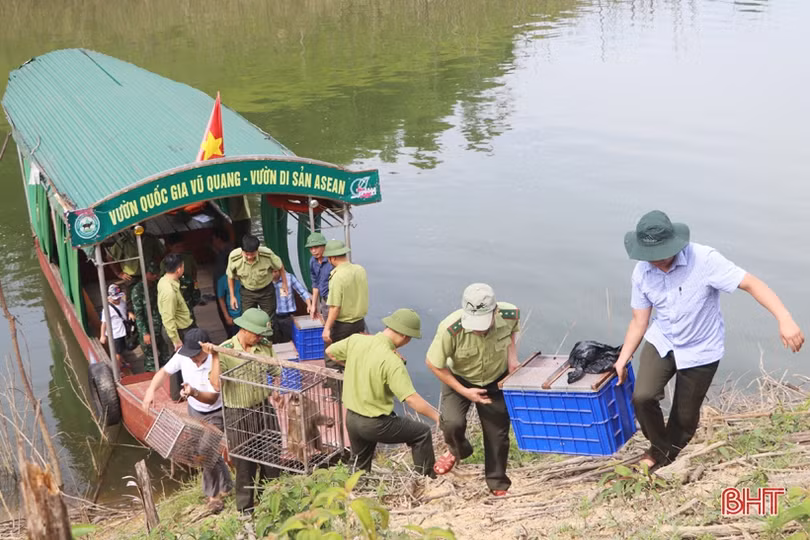 Vườn Quốc gia Vũ Quang tái thả gần 300 cá thể động vật hoang dã về môi trường tự nhiên