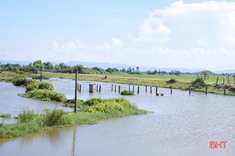 Cần sớm khơi thông khu vực hạ lưu cống Cầu Trù để đảm bảo thoát lũ