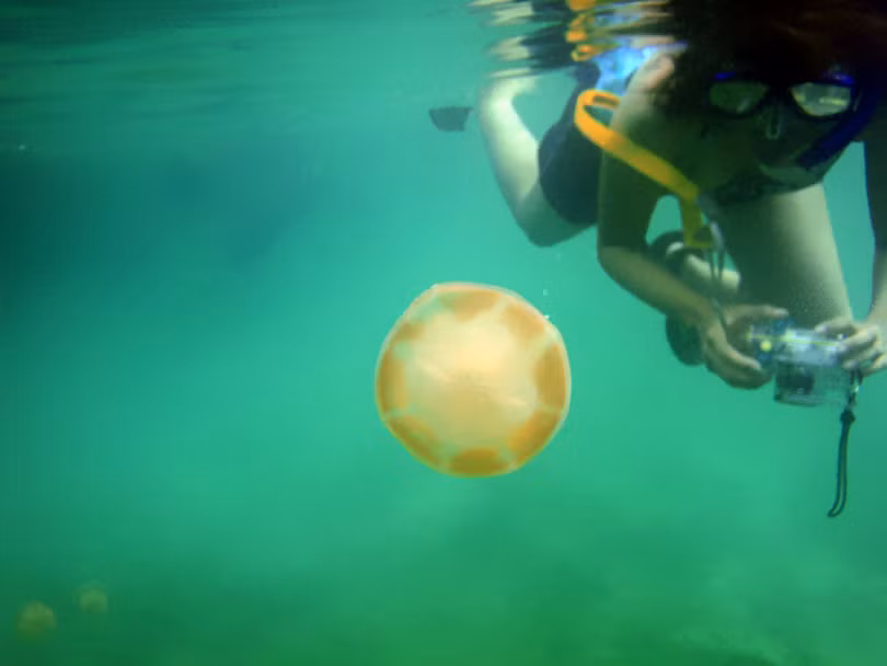 Đến Palau bơi cùng hàng triệu con sứa không nọc độc