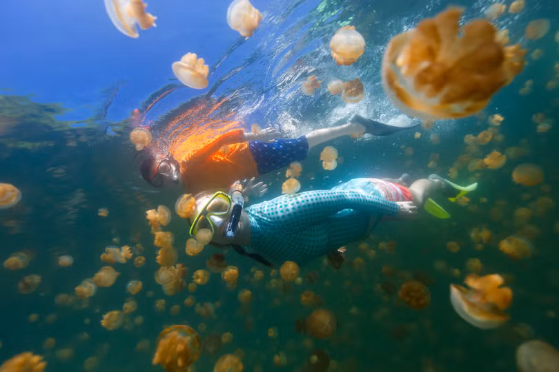 Đến Palau bơi cùng hàng triệu con sứa không nọc độc