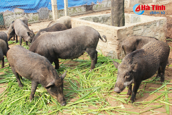vo chong tre nuoi lon rung thu lai khung