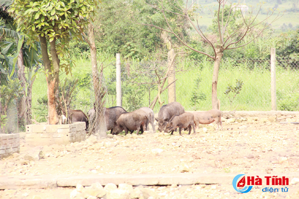 vo chong tre nuoi lon rung thu lai khung