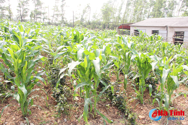 vo chong tre nuoi lon rung thu lai khung